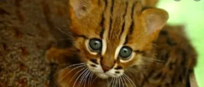 Rugginoso, il gatto più piccolo del mondo